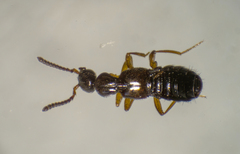 Falagria sulcatula