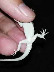 Mediodactylus russowii