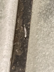 Lepisma