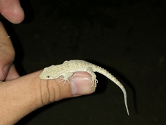 Mediodactylus russowii