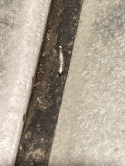 Lepisma