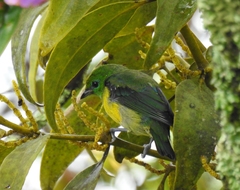 Chlorophonia cyanea