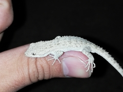Mediodactylus russowii