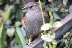Prunella modularis