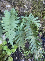 Polypodium