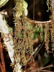 Zelometeorium patulum