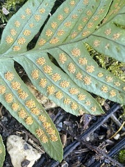 Polypodium