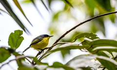 Todirostrum cinereum