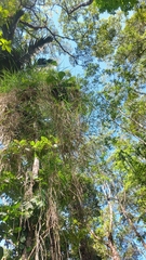 Scleria secans