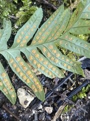 Polypodium