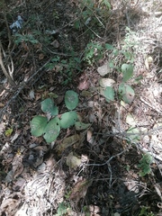 Piscidia carthagenensis