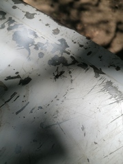 Polybia occidentalis