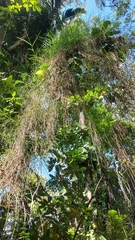 Scleria secans