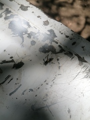 Polybia occidentalis