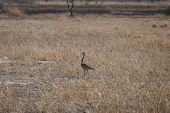 Eupodotis senegalensis