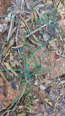 Scleria secans