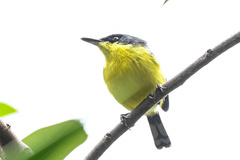 Todirostrum cinereum