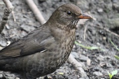 Turdus merula