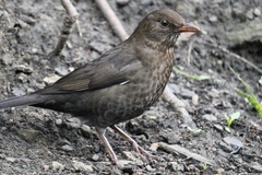 Turdus merula