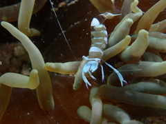 Ancylomenes magnificus