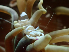 Ancylomenes magnificus