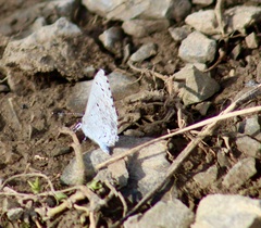 Celastrina ladon