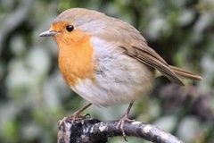 Erithacus rubecula