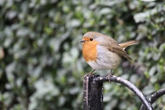 Erithacus rubecula