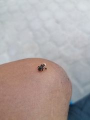 Frieseomelitta nigra