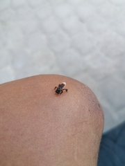 Frieseomelitta nigra