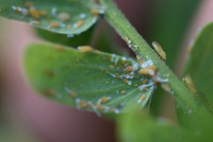 Acizzia jamatonica