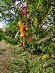 Thunbergia mysorensis