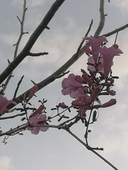 Fridericia
