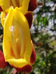 Thunbergia mysorensis