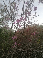 Fridericia