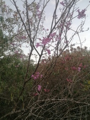 Fridericia