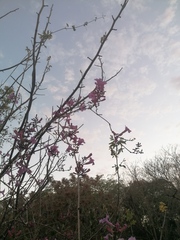 Fridericia