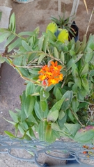 Epidendrum radicans