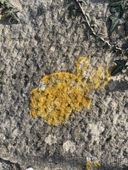 Variospora aurantia