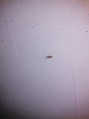 Burtinus notatipennis