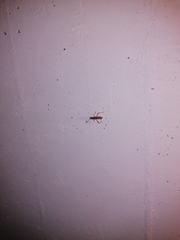 Burtinus notatipennis