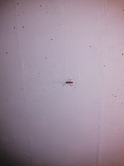 Burtinus notatipennis