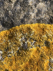 Variospora aurantia