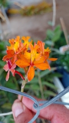 Epidendrum radicans