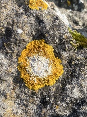 Variospora aurantia