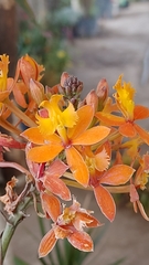 Epidendrum radicans