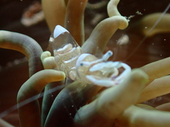 Ancylomenes magnificus