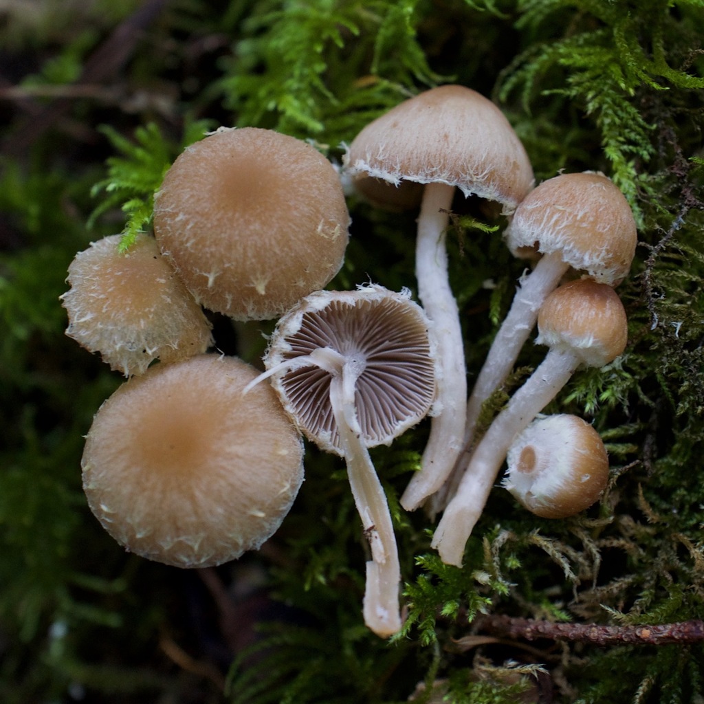 Psathyrella frustulenta
