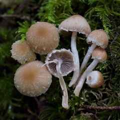 Psathyrella frustulenta
