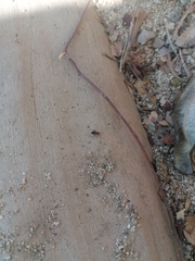 Camponotus rectangularis